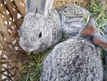 《恐龙浩劫》不是免费游戏 和《恐龙危机》没关系